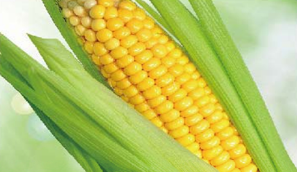 taoci_02 陶瓷膜利用:生物、医药行业